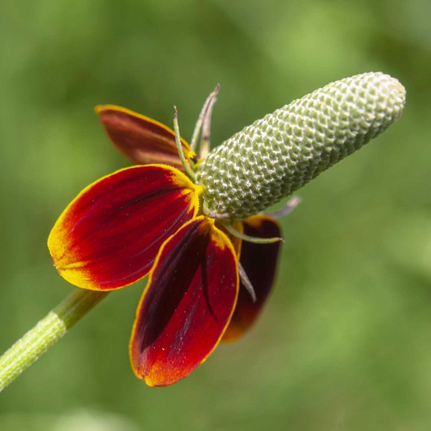 Mexican Hat Flower Seeds