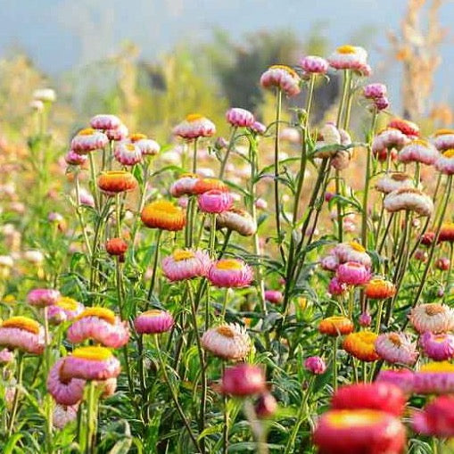 Helichrysum "Strawflower" Seeds