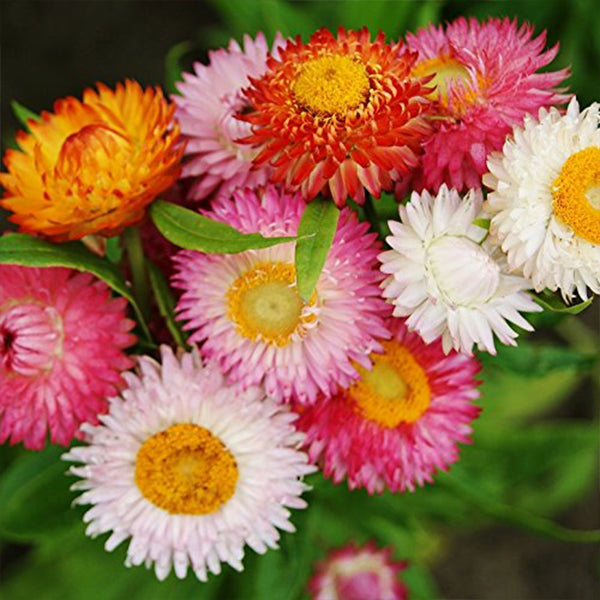 Helichrysum "Strawflower" Seeds