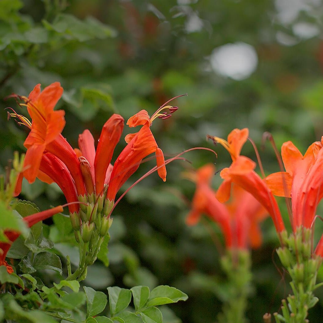 Cape Honeysuckle