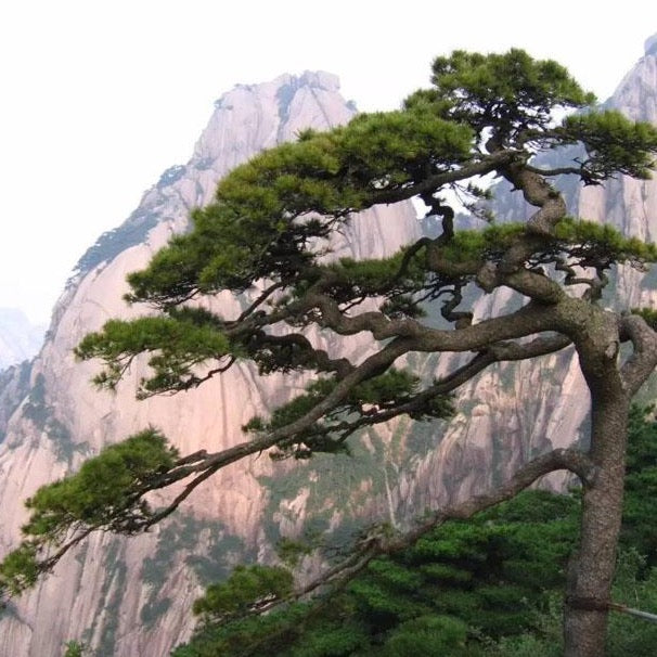 Huangshan Pine Tree Seeds