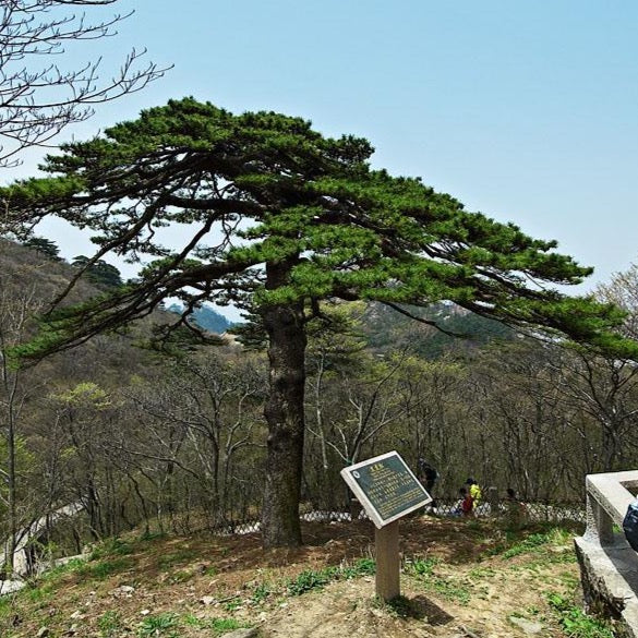 Huangshan Pine Tree Seeds