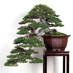 Huangshan Pine Tree Seeds
