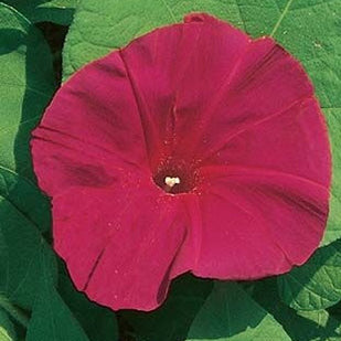 Scarlet O'Hara Morning Glory Plant Seeds