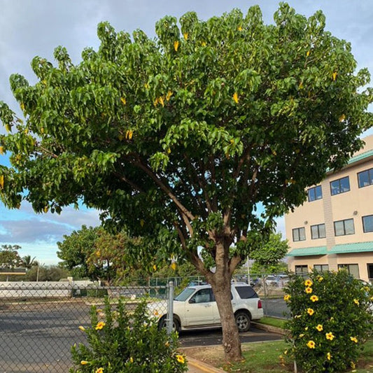 Portia Tulip Tree Seeds