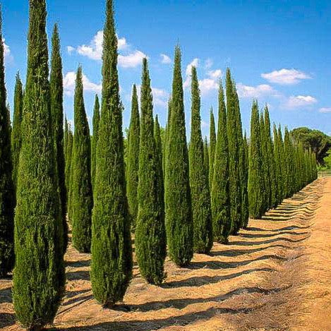 Italian Cypress Tree Seeds
