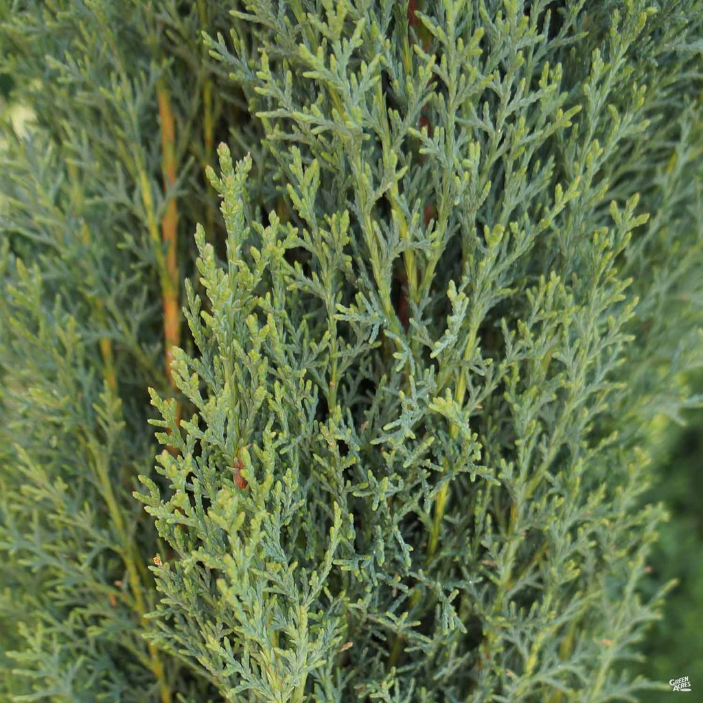 Italian Cypress Tree Seeds