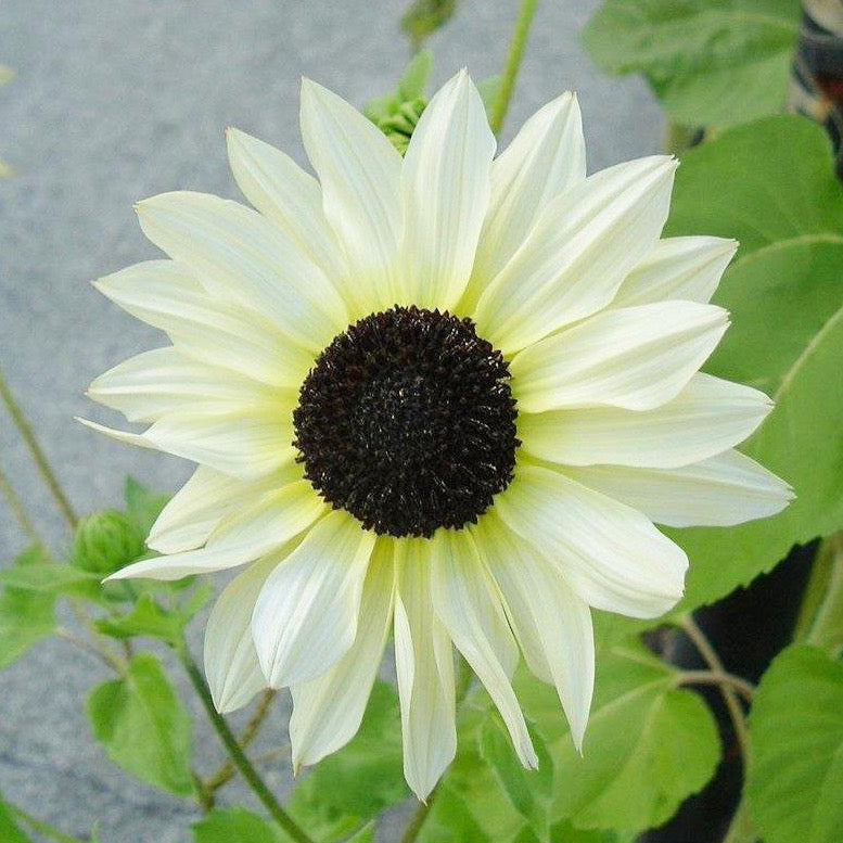 Italian White Sunflower