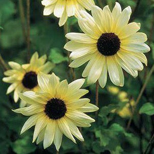 Italian White Sunflower