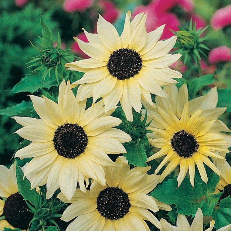 Italian White Sunflower
