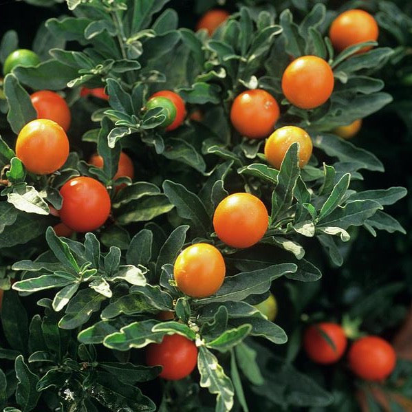 Jerusalem Cherry (Winter Cherry) Ornamental Groundcover Plant Seeds