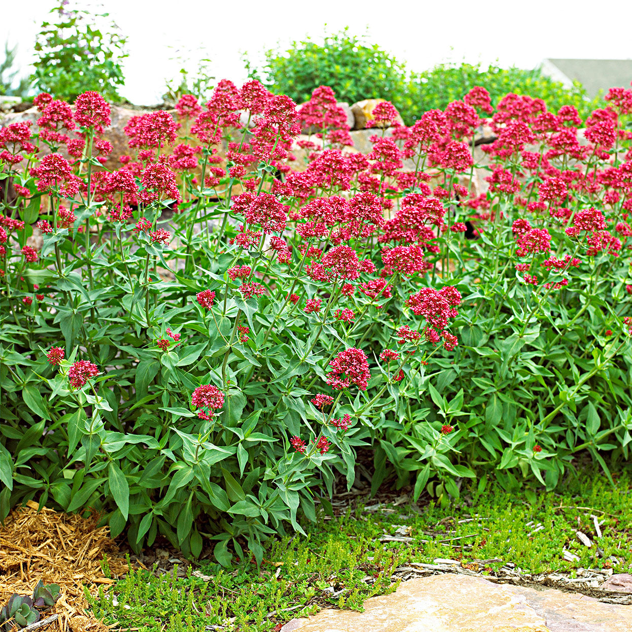 Jupiter's Beard (Red Valerian) Plant Seeds