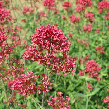 Jupiter's Beard (Red Valerian) Plant Seeds