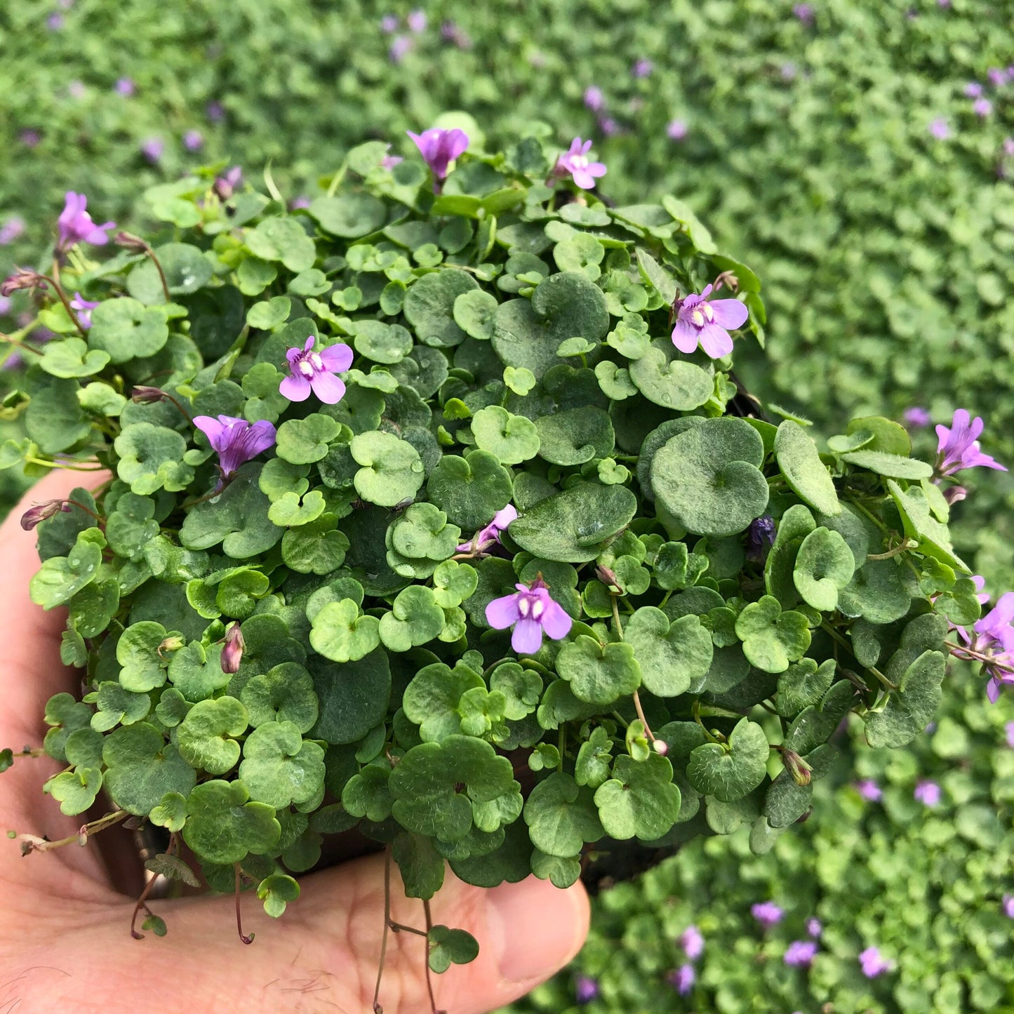 Kenilworth Ivy Ornamental Groundcover Plant Seeds