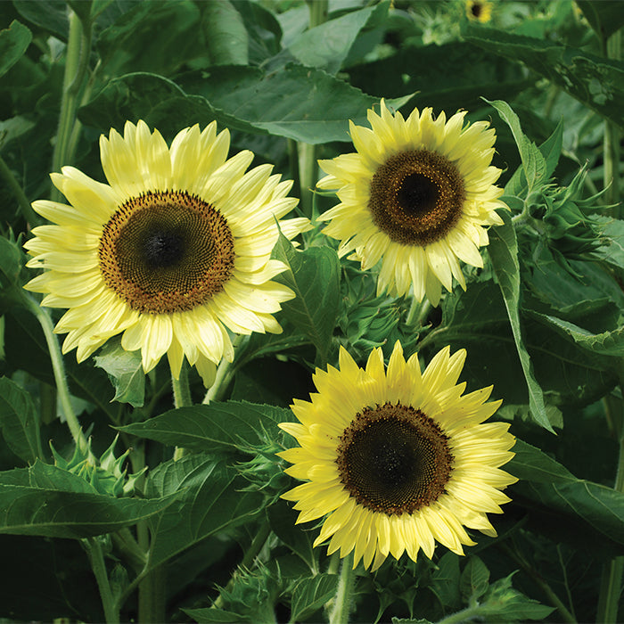 Lemon Queen Sunflower Plant Seeds