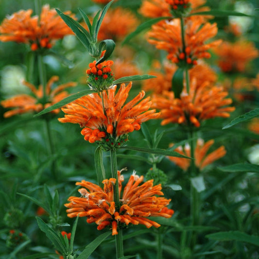 Lion's Ear Dagga Plant Seeds