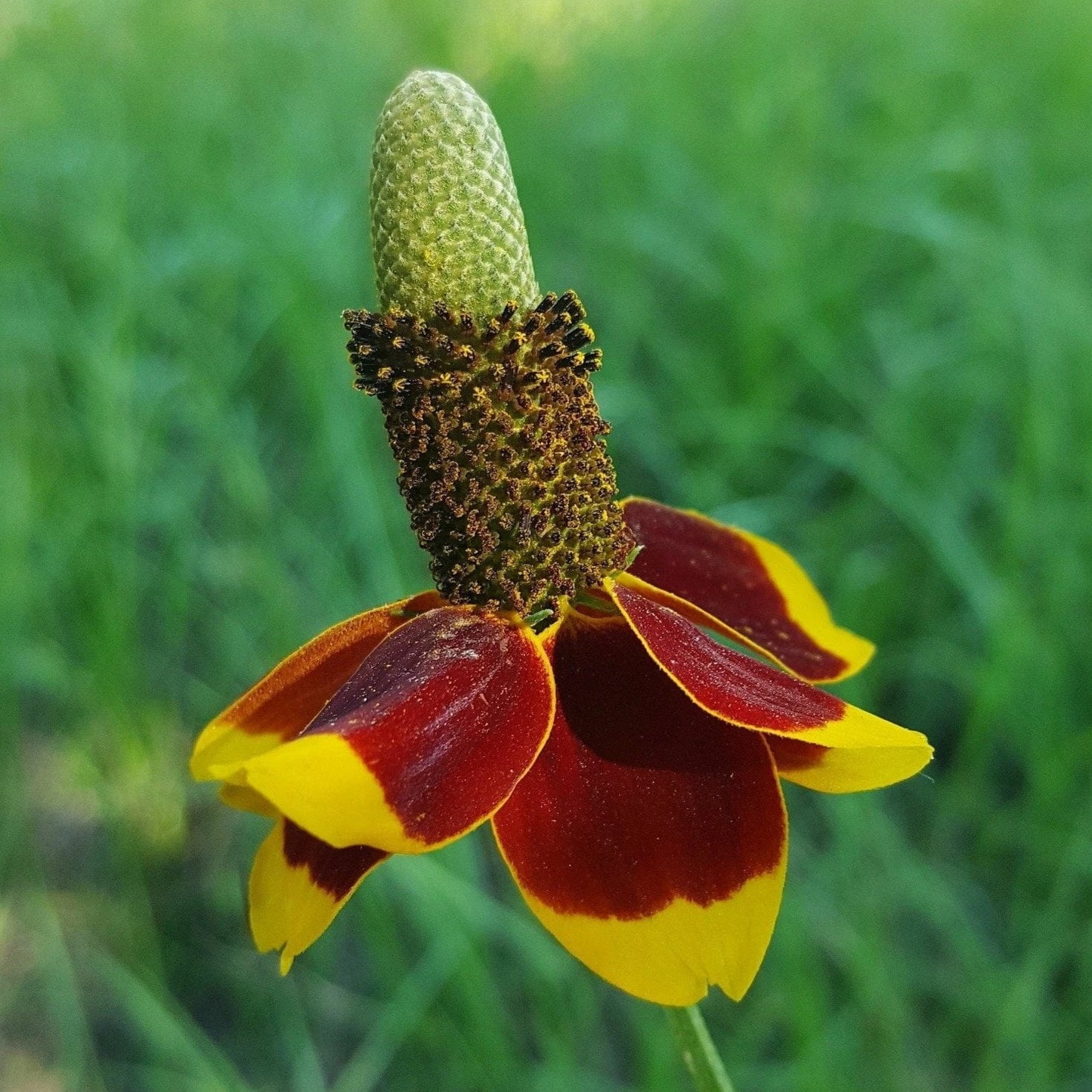 Mexican Hat Flower Seeds