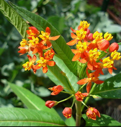 Tropical Milkweed Plant Seeds