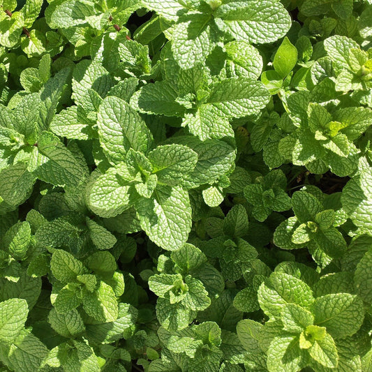 Organic Peppermint Plant Seeds