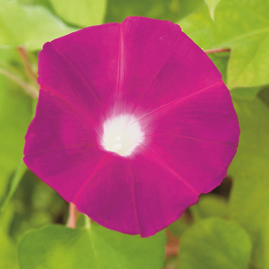 Pink "Party Dress" Morning Glory Plant Seeds