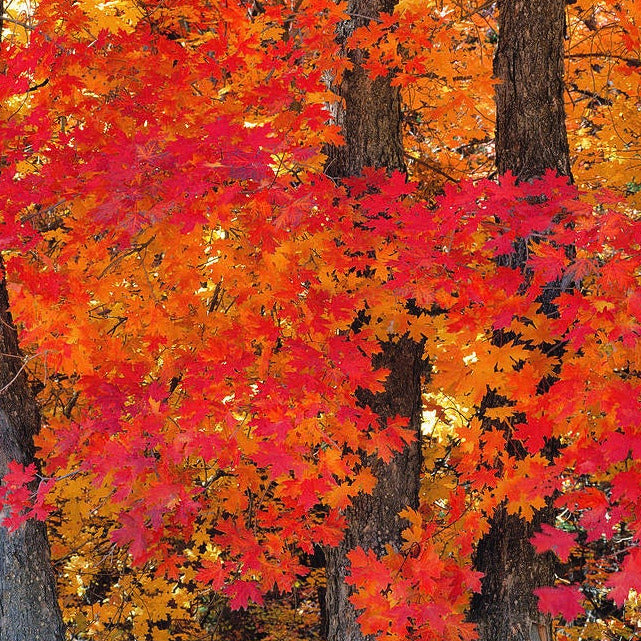 Mountain Maple Tree Seeds