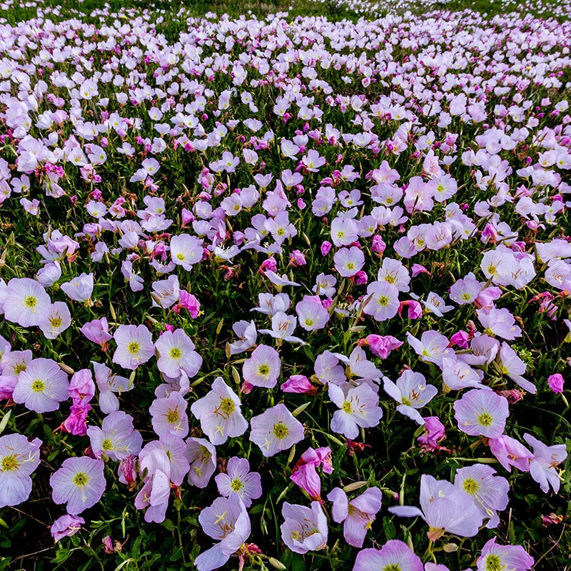 Showy Evening Primrose Ornamental Groundcover Seeds