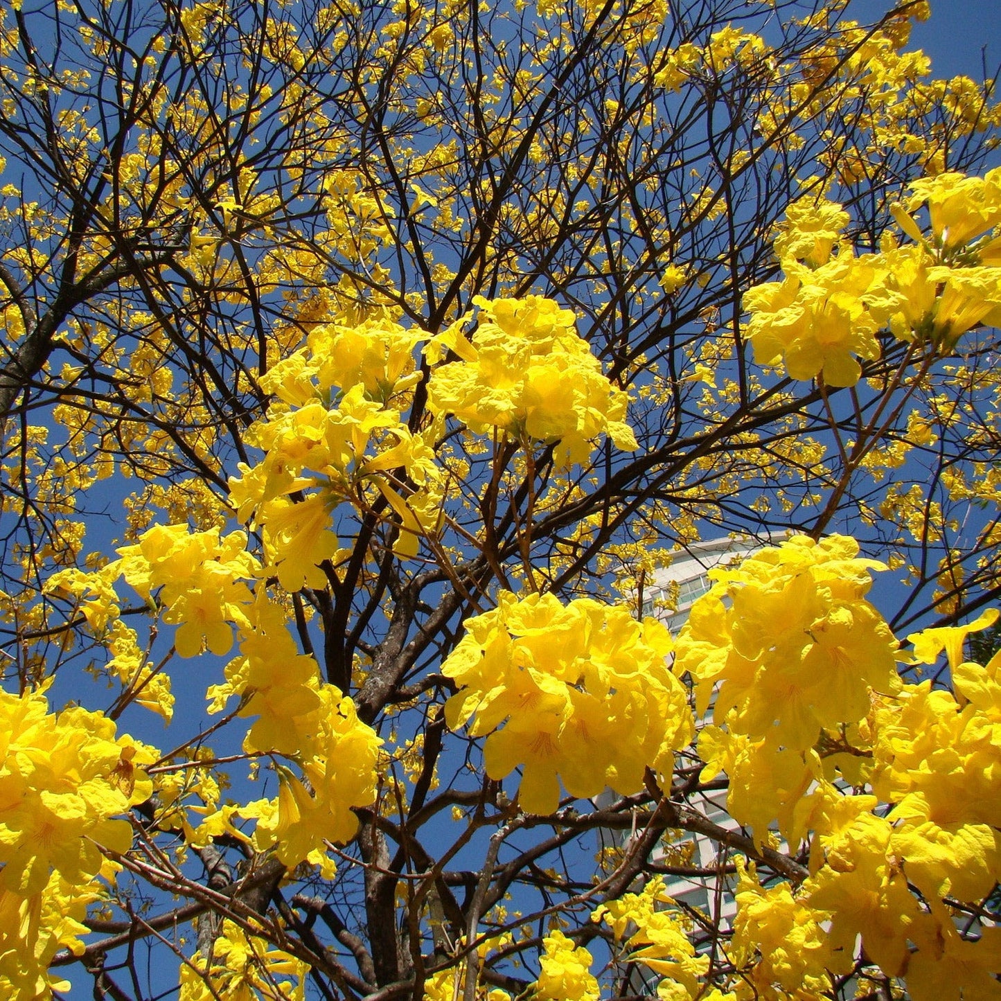Golden Trumpet Tabebuia Tree Seeds