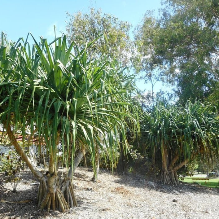 Pandan "Screwpine" Tree