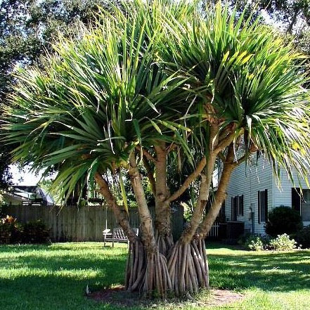 Pandan "Screwpine" Tree