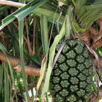 Pandan "Screwpine" Tree