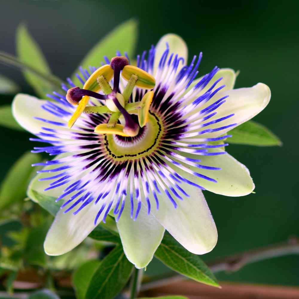 Blue Crown Passion Flower Seeds