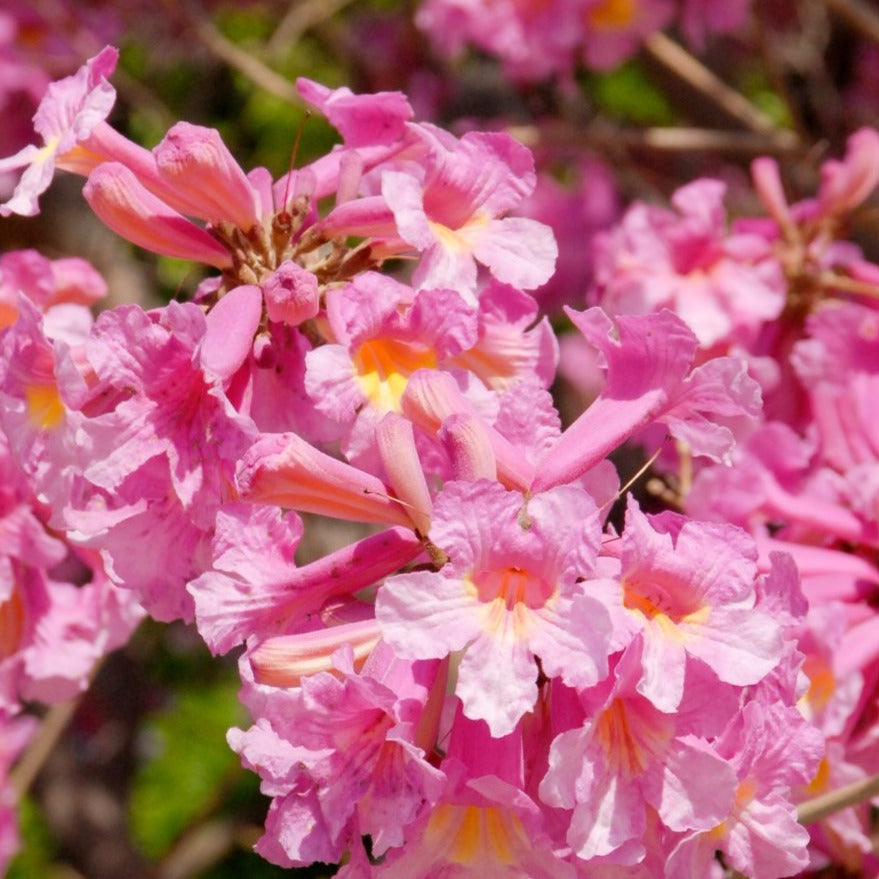 Pink Trumpet Tabebuia Tree Seeds
