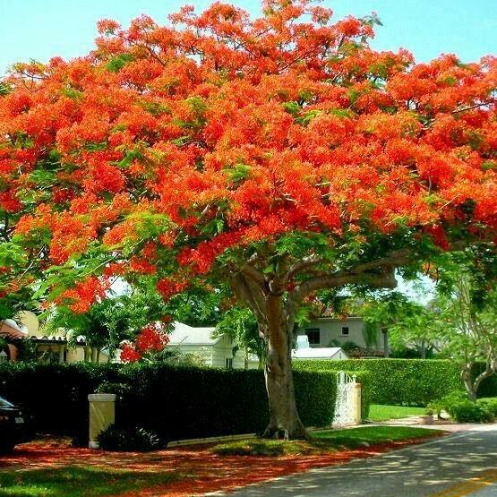 royal poinciana from seed to flower Royal Poinciana Tree Seeds – Garden & Glimmer