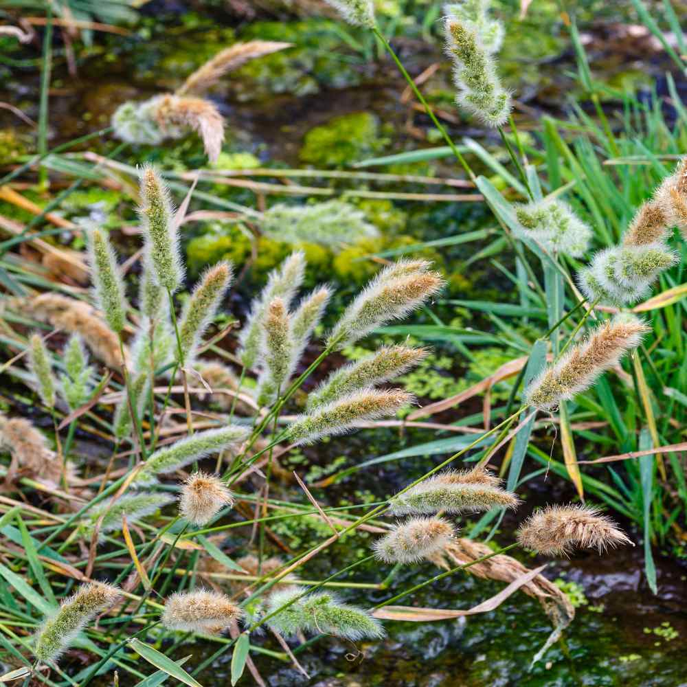 Rabbit's Foot Ornamental Grass Seeds