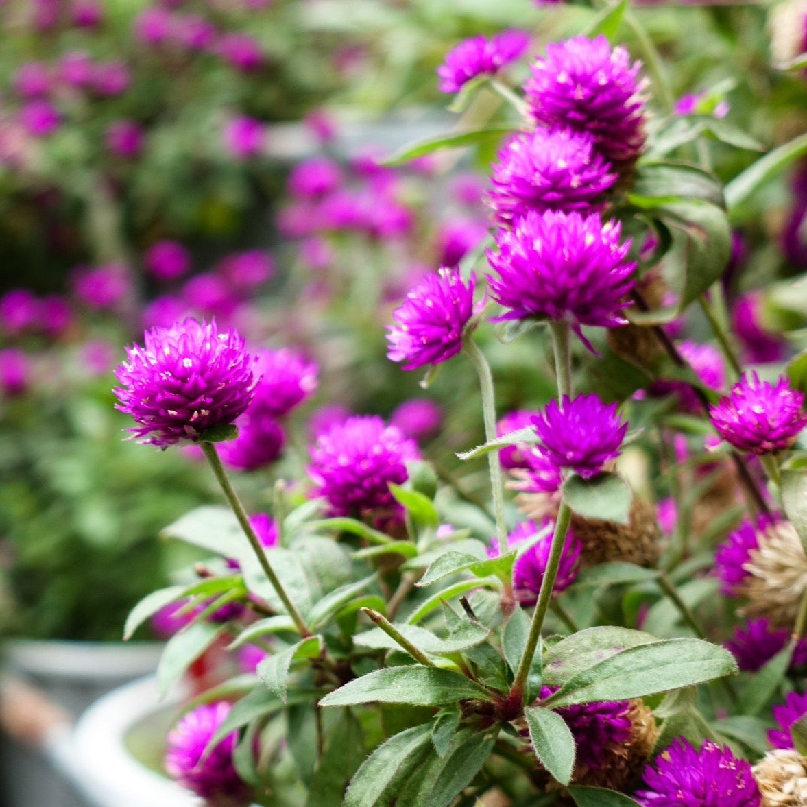 Purple Gomphrena (Globe Amaranth) Plant Seeds
