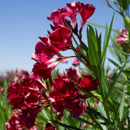 Red Oleander