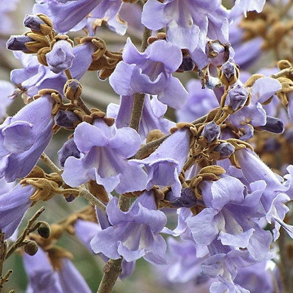 Royal Empress Tree Seeds