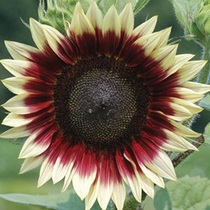 Ruby Eclipse Sunflower