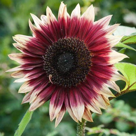 Ruby Eclipse Sunflower