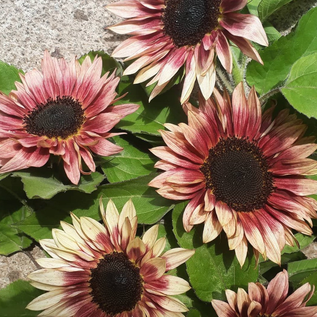 Ruby Eclipse Sunflower
