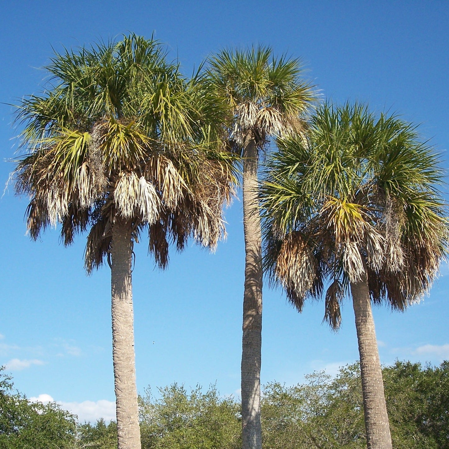 Sabal Palm Tree Seeds