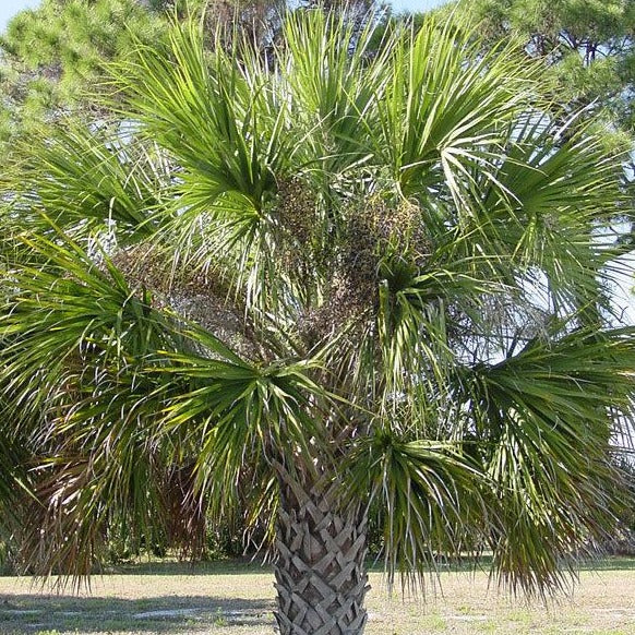 Sabal Palm Tree Seeds