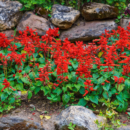 Scarlet Sage Salvia Plant Seeds
