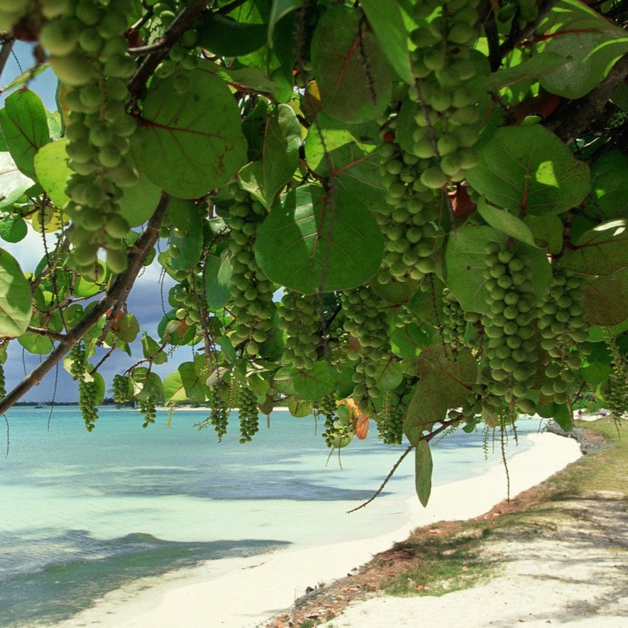 Sea Grape Tree Seeds