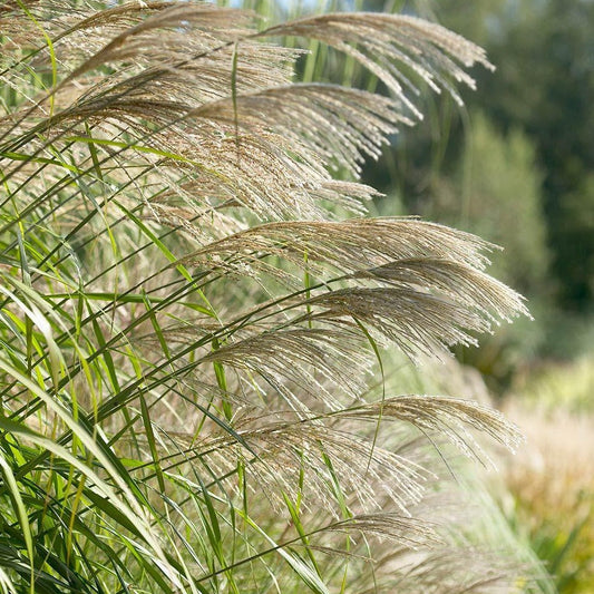 Ornamental Silver Grass Seeds