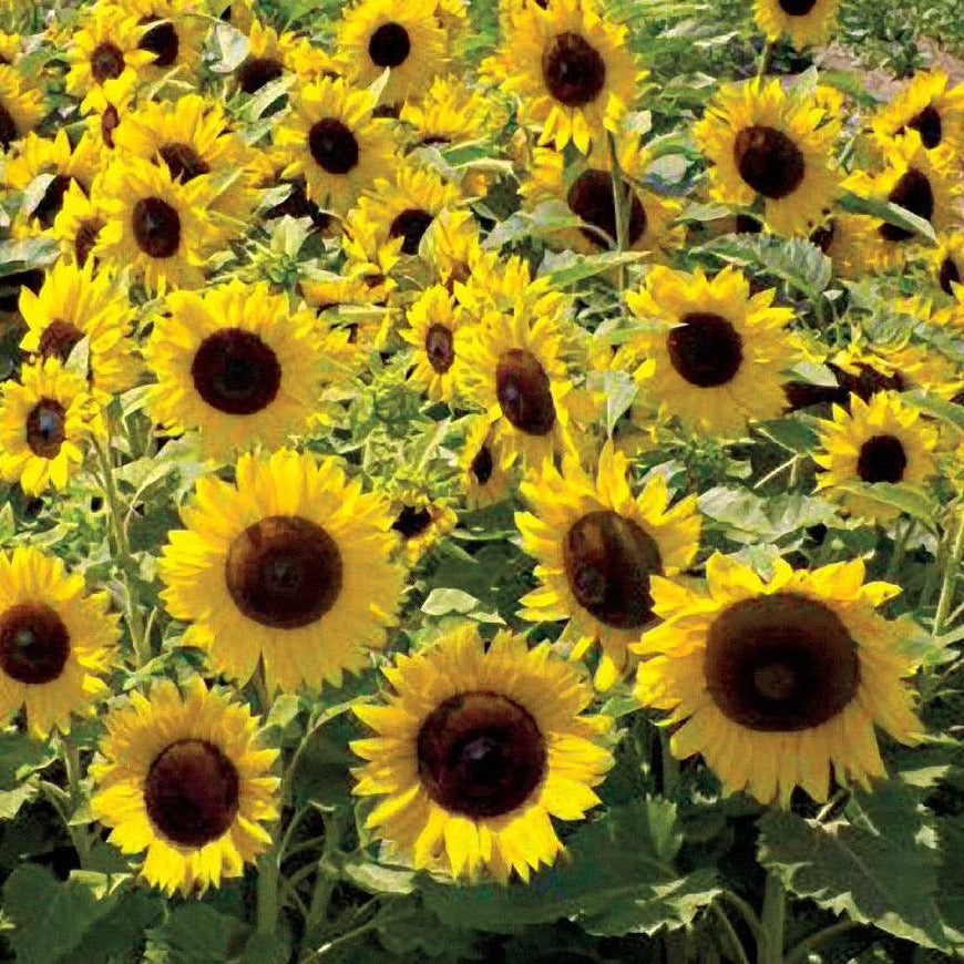 Sunspot Sunflower