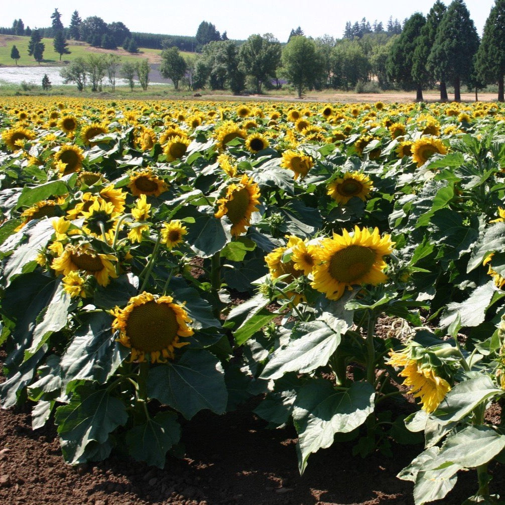 Sunspot Sunflower
