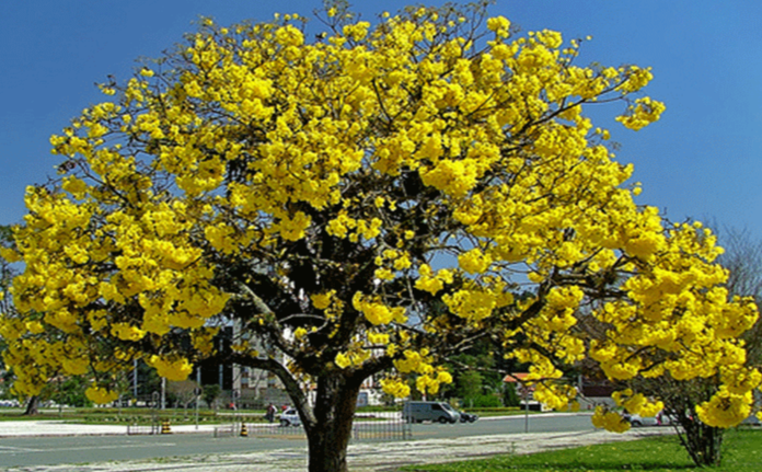Golden Trumpet Tabebuia Tree Seeds