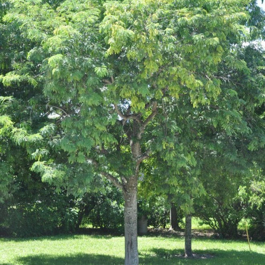 River Tamarind Tree Seeds