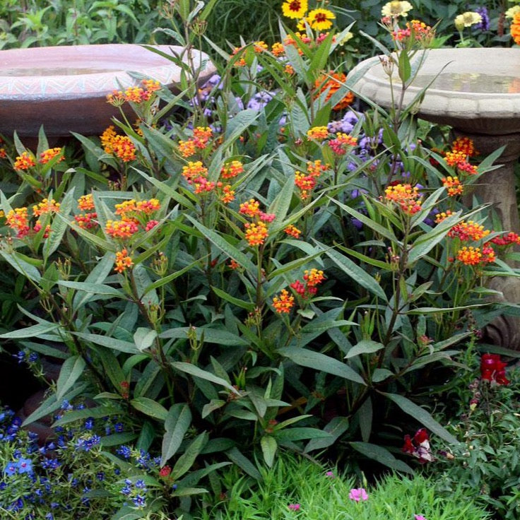 Tropical Milkweed Plant Seeds